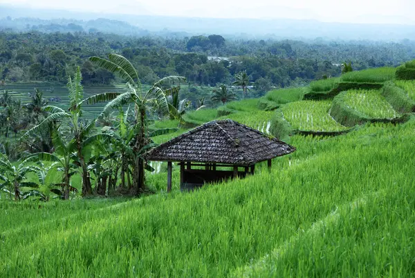 Wooden Gazebo Spectacular Rice Fields Coconut Tropical Forest Landscape Sunny — Stock Photo, Image