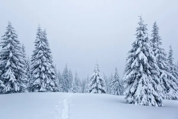 Floresta Nebulosa Fotografia Monocromática Paisagem Montanha Alta Com Neve Árvore Imagens De Bancos De Imagens
