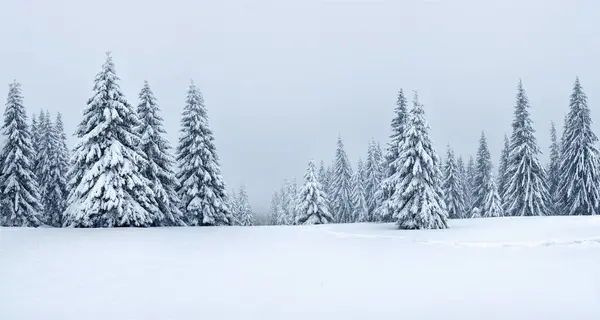 冬の森のパノラマ 白い雪で覆われた芝生と木 山の風景 壁紙の背景 カルパティアン ウクライナ ヨーロッパ ロイヤリティフリーのストック画像