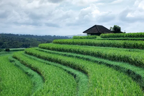 テガララン村 インドネシアの近くの緑の棚田と晴れた日の風景 壮大な水田 背の高いヤシの木の庭 ロマンチックなリラックスした場所 ロイヤリティフリーのストック画像