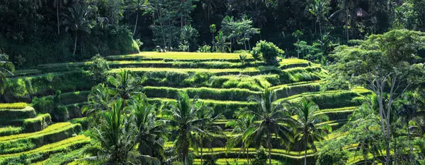 パノラマとトロピカルパーム森 晴れた日の風景 テガルラン村近くの緑のライステラス インドネシア 壮大な田舎について 背の高いココナッツの木がある庭 自然の風景 ストックフォト