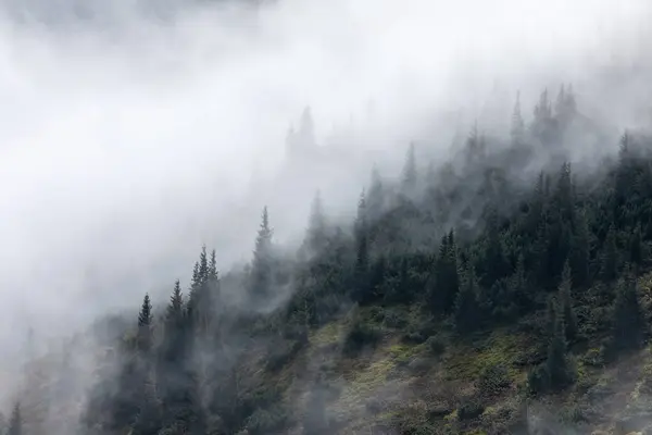 霧の朝だ 日の出だ 高い山と風景 松の木の森 早朝の霧 観光地だ 自然景観 ストックフォト