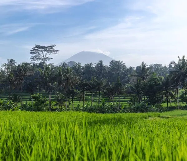 ココナッツのヤシの木がある庭 緑の牧草地 インドネシアの風景 トロピカル植物 米畑の風景 青空の背景にある火山の頂上には雲がついています 壁紙の背景 自然の風景 ロイヤリティフリーのストック写真