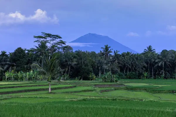 ココナッツのヤシの木がある庭 緑の牧草地 インドネシアの風景 トロピカル植物 米畑の風景 青空の背景にある火山の頂上には雲がついています 壁紙の背景 自然の風景 ストック写真