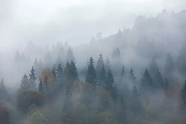 霧の朝だ 日の出だ 高い山と風景 松の木の森 早朝の霧 観光地だ 自然景観 ストックフォト