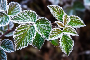 Yapraklı bir dal, buz gibi bir buzla kaplıdır. Sonbahar dondurucu sabahı. Bulanık fotoğraf arkaplanı.