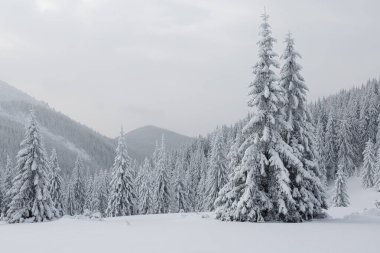 Çim ve orman. Tek renkli peyzaj. Karla kaplı bir çayır. Kar yığınlarında çam ağacı. Karlı bir arka plan. Doğa manzarası. Kış minimalist fotoğrafçılık.