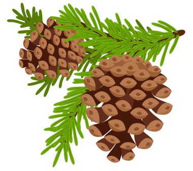 Beyaz arka planda dallardaki Noel ağacı konileri.
