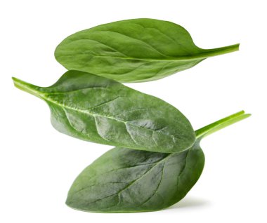 Ispanak yaprakları beyaz arka plana yakın düşer. İzole edilmiş