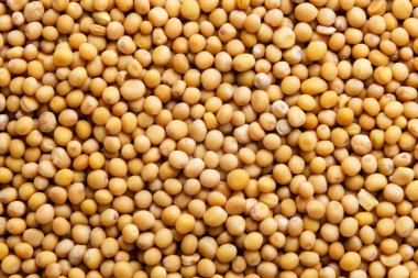 Hardal tanecikleri yakın plan, arka plan. Üst görünüm