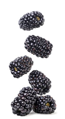 Olgun böğürtlen sinekleri beyaz arka planda yakın planda uçar. İzole edilmiş