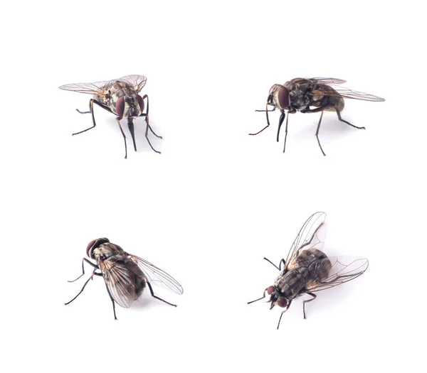 Σύνολο Εντόμων Μύγας Που Κάθονται Κοντά Ένα Λευκό Φόντο Μεμονωμένα — Φωτογραφία Αρχείου