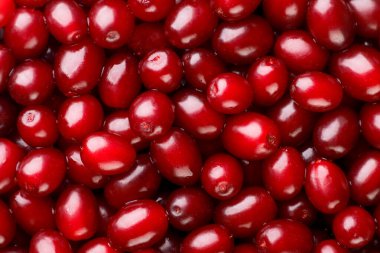 Olgun kızılcık meyveleri, yakın plan, arka plan. Üst görünüm