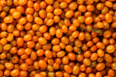 Deniz karabatağı üzümü yakın plan, arka plan. Üst görünüm