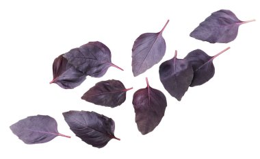 Beyaz arka planda mor fesleğen yaprakları uçuşuyor. İzole edilmiş