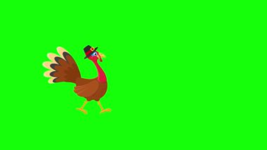 Şapkalı hindi yürüyor ve dönüyor. Şükran Günü