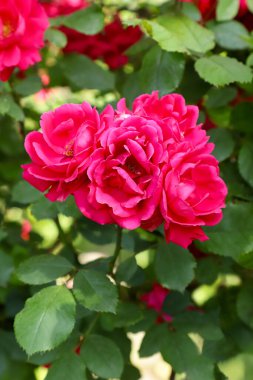 Bush gülleri yakın plan, arka plan. Bahçede kırmızı güller açar.