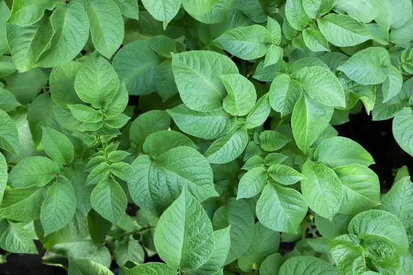 Patates yaprakları yakın plan, arka plan. Üst görünüm