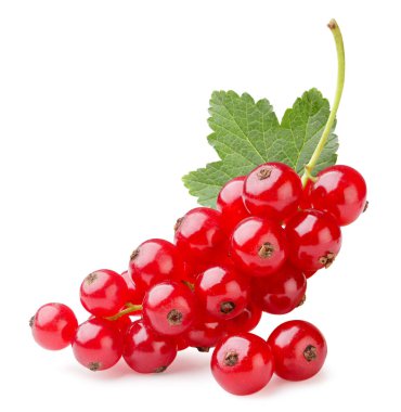 Beyaz arka planda yaprak kaplamalı kırmızı frenk üzümü dalı. İzole edilmiş