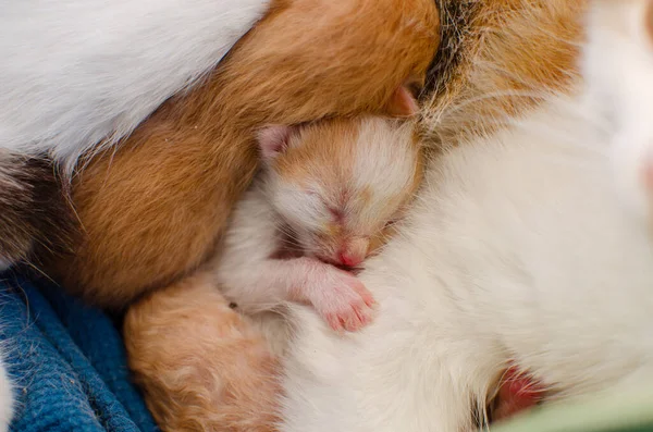 Newborn white kitten is sleeping