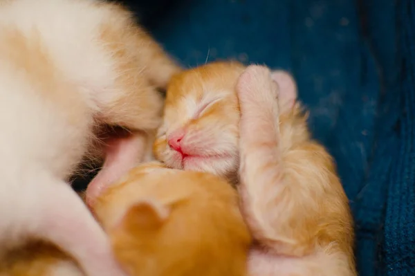 Newborn red kitten is sleeping
