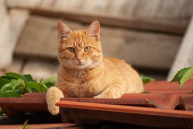 Çatıda yatan kırmızı kedi