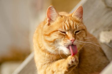 Sevimli kırmızı kedi patisini yalıyor 