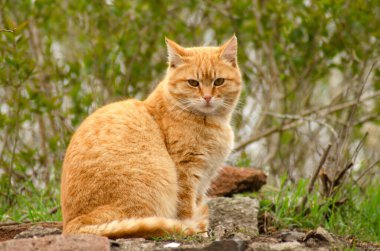 Kızıl kedi yeşil bir ormanın arka planında oturuyor.