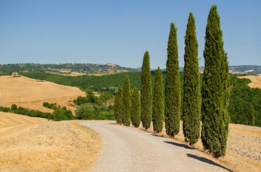 Toskana, İtal 'da arka planda tepeleri olan selvi ağaçları olan yol.