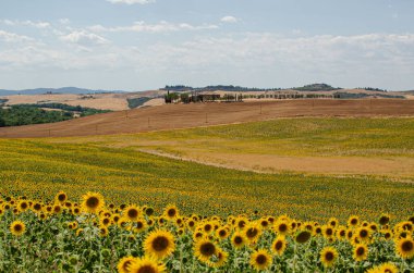Tuscany, İtalya 'da ayçiçeği ve tepeler tarlası