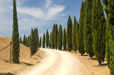 İtalya, Toskana 'da selvi yolu