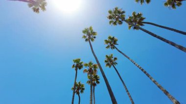 Kaliforniya 'daki Big Sur deniz kıyısı boyunca uzanan güzel palmiye ağacı manzarası.