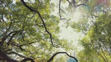 Çin 'in Zhejiang eyaletindeki Hangzhou' daki Batı Gölü 'nün güzel sonbahar yeşillikleriyle dolu park.