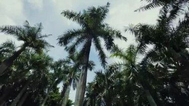 Shenzhen, Guangdong, Çin, Asya 'da parkta palmiye ağacı..