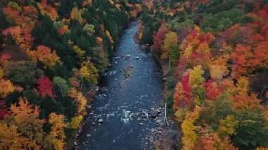 Göz kamaştırıcı doğa renkleriyle güzel sonbahar yapraklarının havadan görünüşü