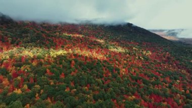 Göz kamaştırıcı doğa renkleriyle güzel sonbahar yapraklarının havadan görünüşü