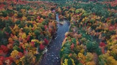 Göz kamaştırıcı doğa renkleriyle güzel sonbahar yapraklarının havadan görünüşü