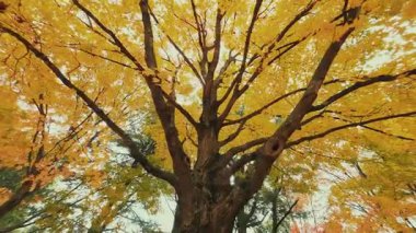 Göz kamaştırıcı doğa renkleriyle güzel sonbahar yapraklarının yakın görüntüsü