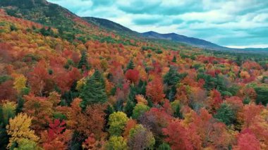 Göz kamaştırıcı doğa renkleriyle güzel sonbahar yapraklarının havadan görünüşü