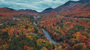 Göz kamaştırıcı doğa renkleriyle güzel sonbahar yapraklarının havadan görünüşü