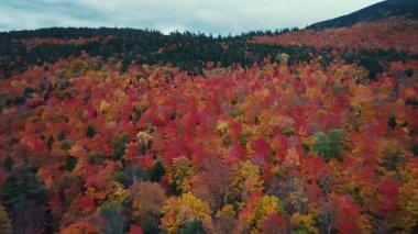 Göz kamaştırıcı doğa renkleriyle güzel sonbahar yapraklarının havadan görünüşü