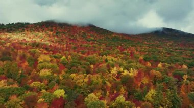 Göz kamaştırıcı doğa renkleriyle güzel sonbahar yapraklarının havadan görünüşü