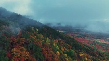 Göz kamaştırıcı doğa renkleriyle güzel sonbahar yapraklarının havadan görünüşü