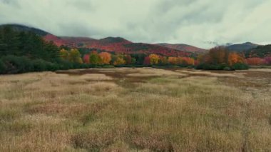 Göz kamaştırıcı doğa renkleriyle güzel sonbahar yapraklarının havadan görünüşü