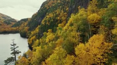 Göz kamaştırıcı doğa renkleriyle güzel sonbahar yapraklarının havadan görünüşü