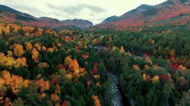 Göz kamaştırıcı doğa renkleriyle güzel sonbahar yapraklarının havadan görünüşü