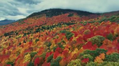 Göz kamaştırıcı doğa renkleriyle güzel sonbahar yapraklarının havadan görünüşü