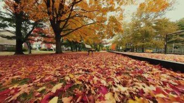 Güzel sonbahar yaprakları yere yığılır çarpıcı doğa renkleriyle
