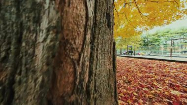Göz kamaştırıcı doğa renkleriyle güzel sonbahar yapraklarının yakın görüntüsü