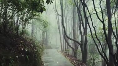 Shenzhen Wutong Dağı 'nda yürüyüş yolu olan sisli dağ ormanları, Guangzhou, Çin